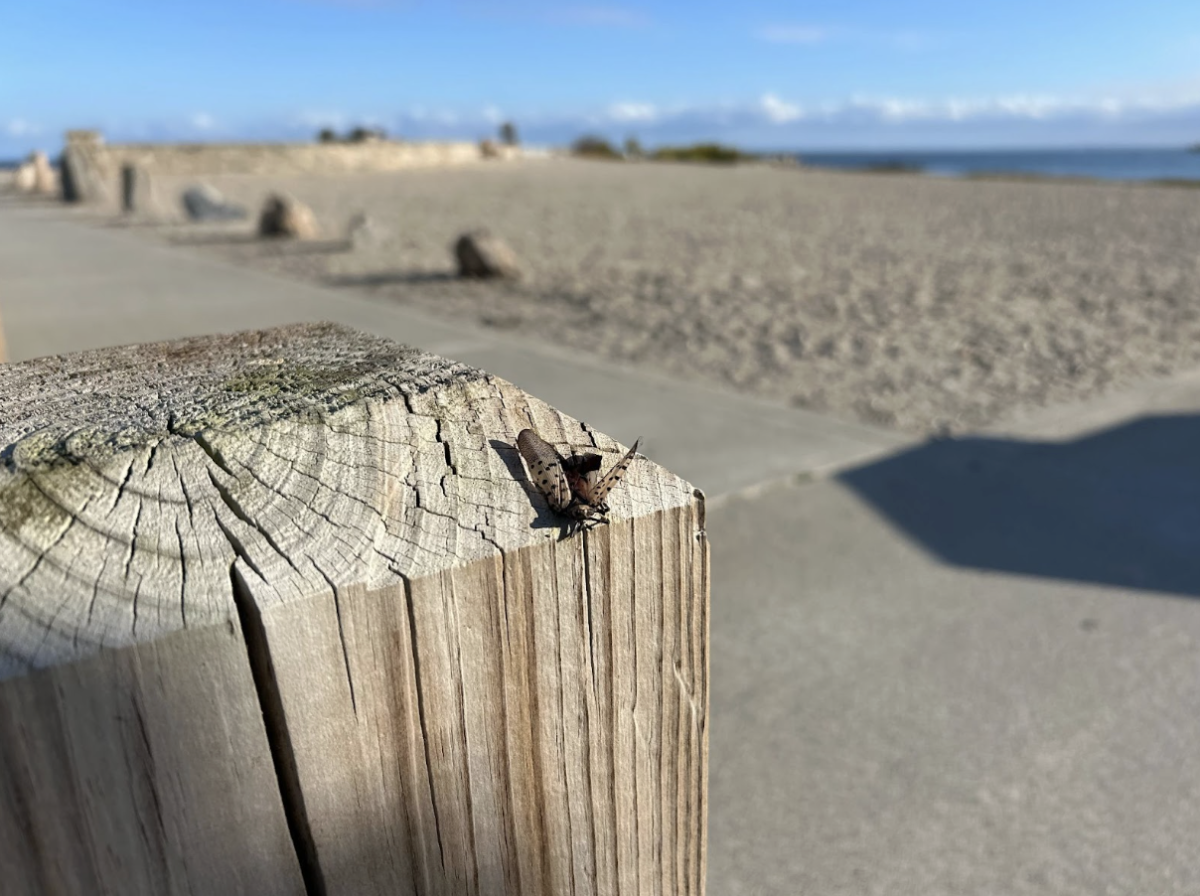 Numerous spotted lanternflies are infesting Westport. They are commonly found on wood surfaces, like this one is, or other hard surfaces. Lanternflies should be killed when sighted.